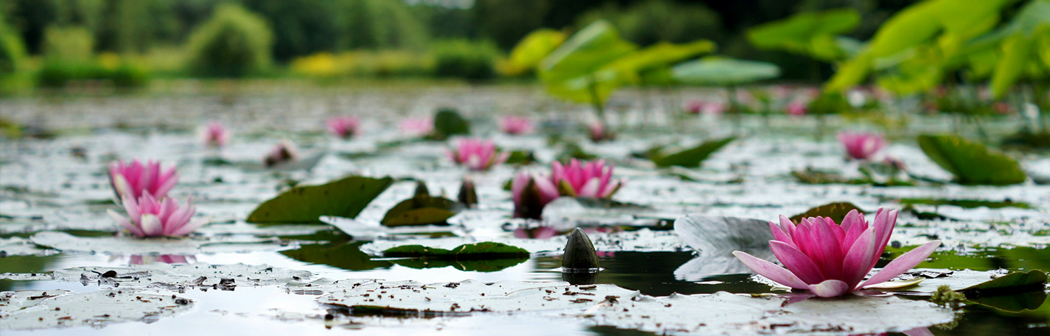 lotus-pond-banner.png